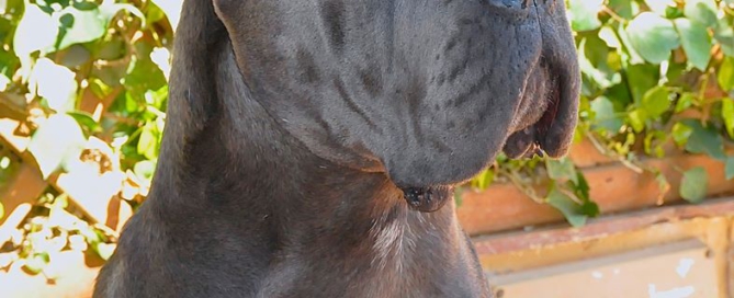 comprar cahorro de cane corso juanma morato x-man