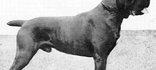CANE CORSO Y EXPOSICIONES DE BELLEZA 2