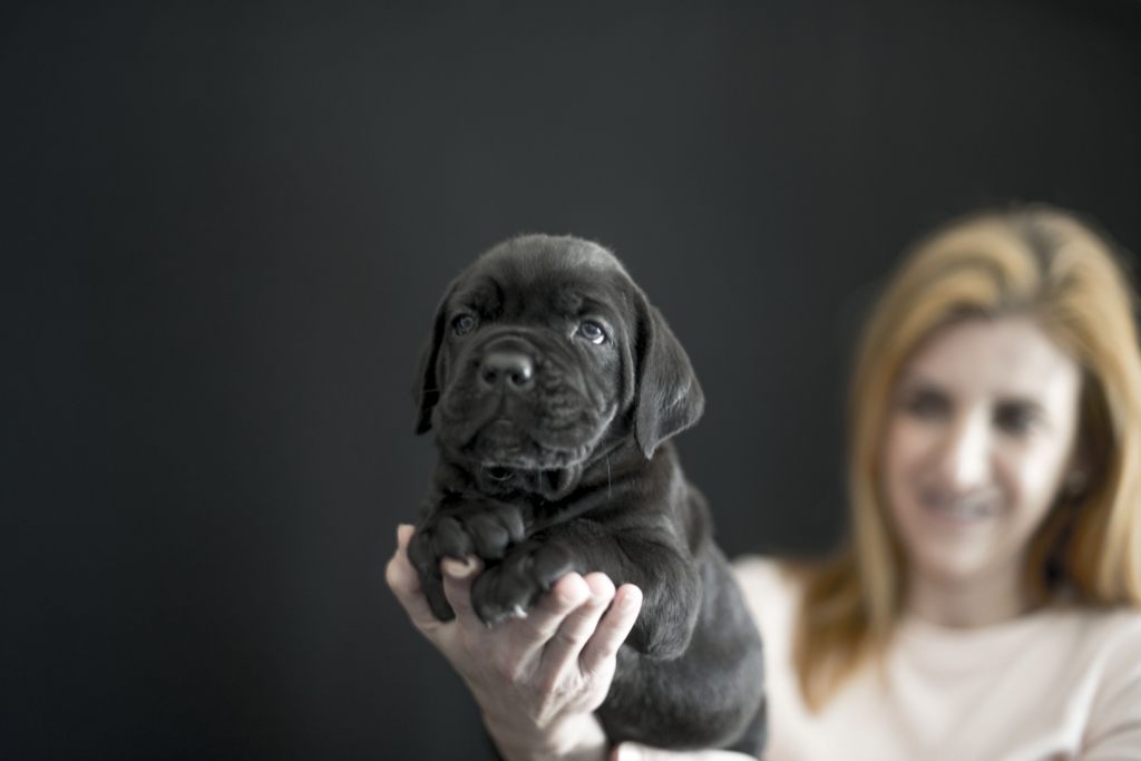 cachorro de cane corso talisman