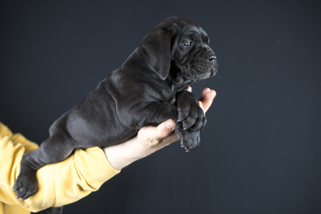 CANE CORSO Y PARTO JUANMA MORATO13