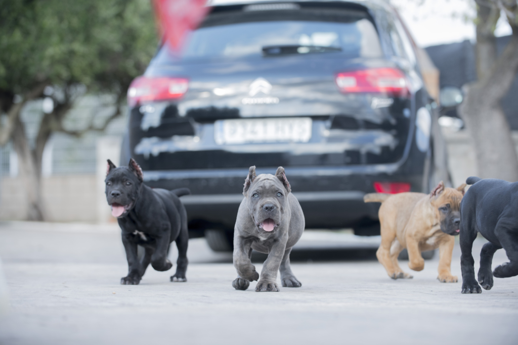 cane corso en venta españa 3