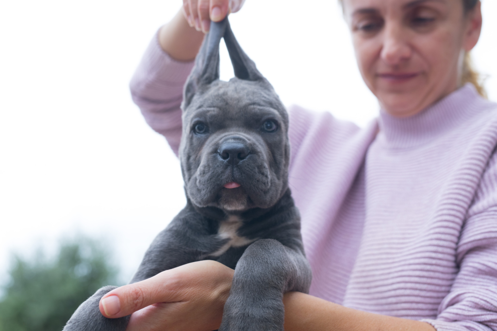 cane corso en venta españa 2