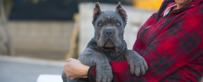 comprar machos cane corso en venta