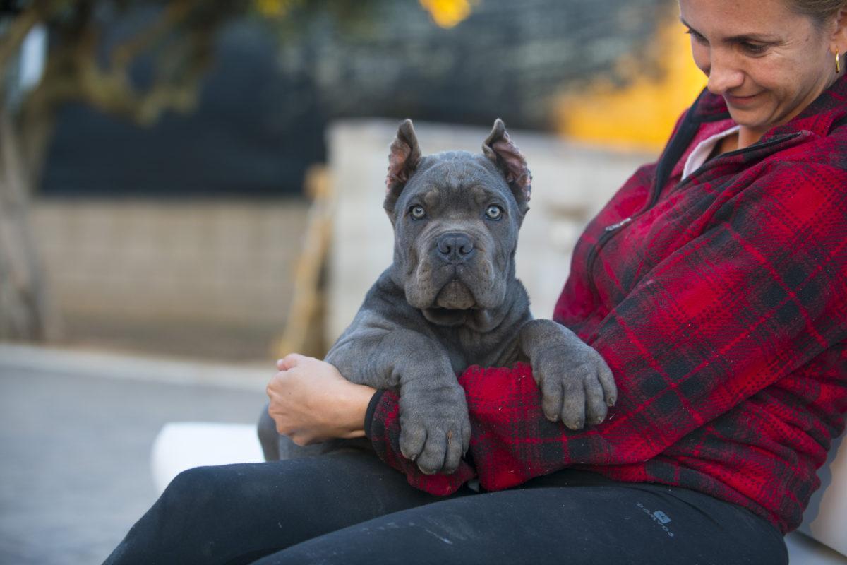 comprar machos cane corso en venta