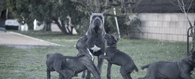 cachorros cane corso x-man