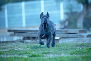 cane corso for sale uk 4