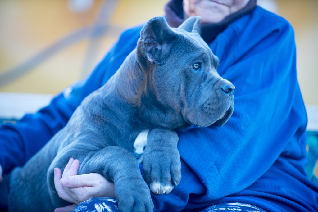 cane corso en venta españa 1