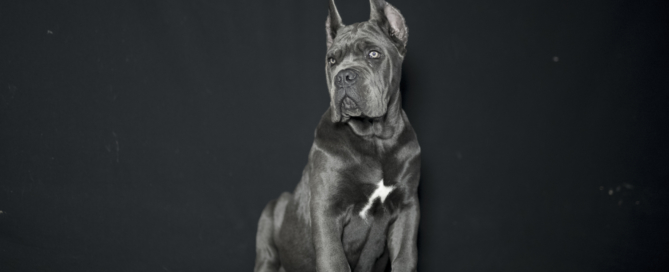 cane corso puppies for sale juanma morato