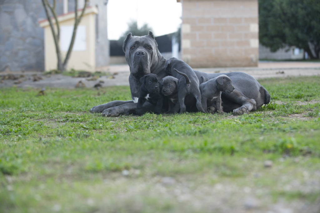 CACHORROS DE X-MAN A15