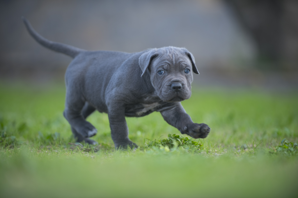 CACHORROS DE X-MAN A13