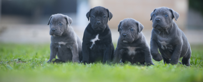 CRIADOR DE CANE CORSO 1