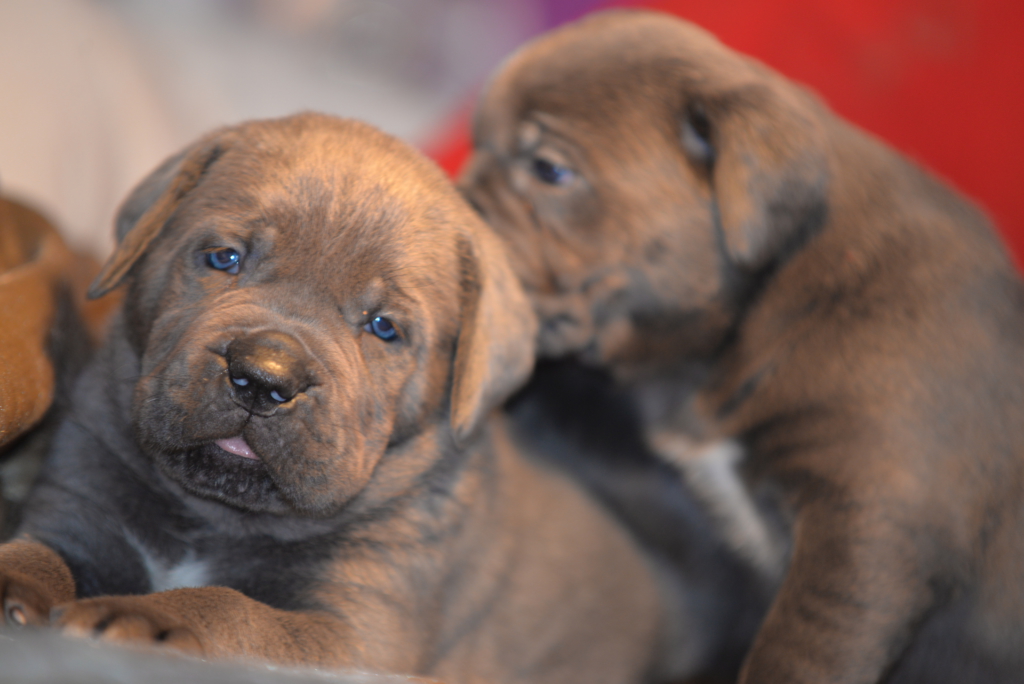 cane corso cahorros talisman 3