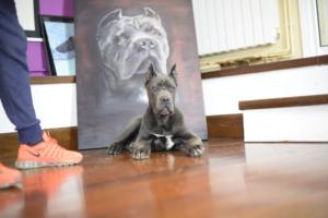 COMPRAR CAHORRO CANE CORSO A1