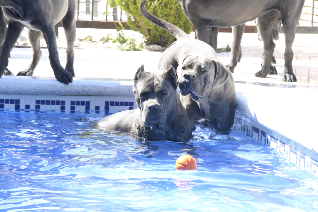 cachorros cane corso Ch talisman de la mirage de torrellas