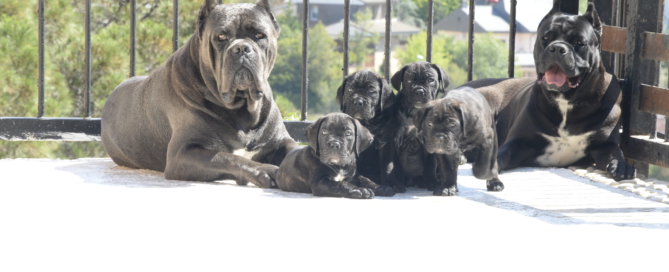 IMAGES CANE CORSO CORSOS DE X-MAN 4