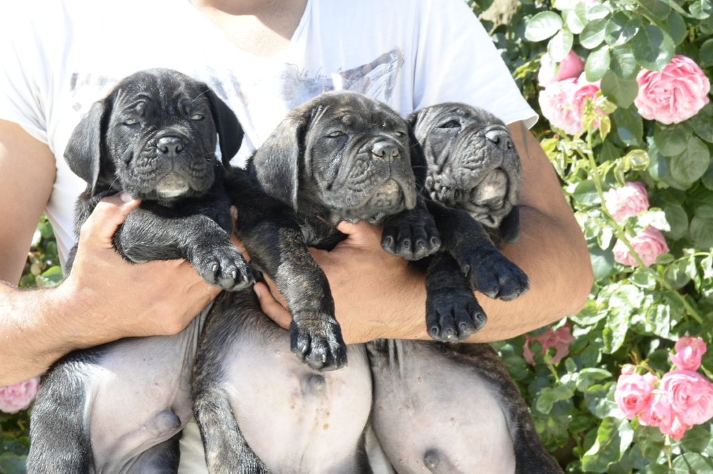 CANE CORSO Y PARTO JUANMA MORATO14