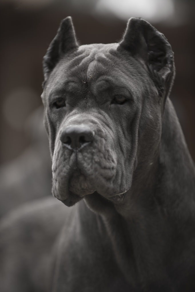 cachorro de cane corso 00 candy