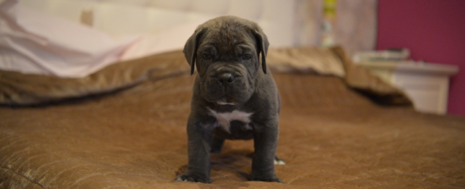 CANE CORSO EL PARTO JUANMA MORATO 7