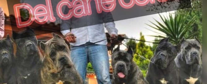 la historia del cane corso juanma morato 5
