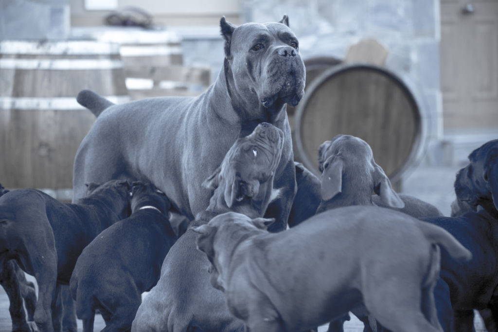 cachorro de cane corso 01 X-man