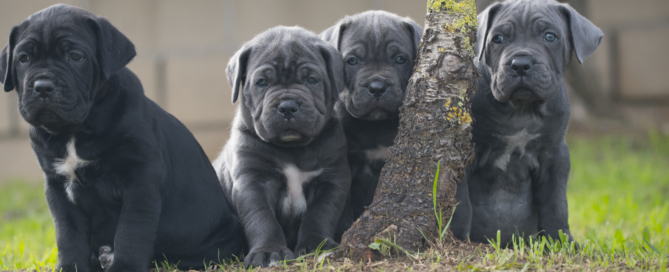 comprar cachorro juanma morato talis 23