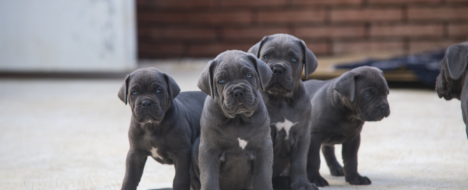 comprar cahorro de cane corso juanma morato 1