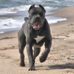 cane corso for sale uk 3