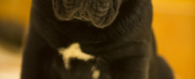 cane corso for sale uk 10