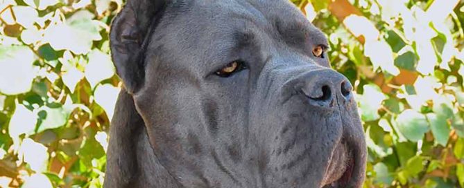 CANE CORSO PUPPIES FOR SALE 01