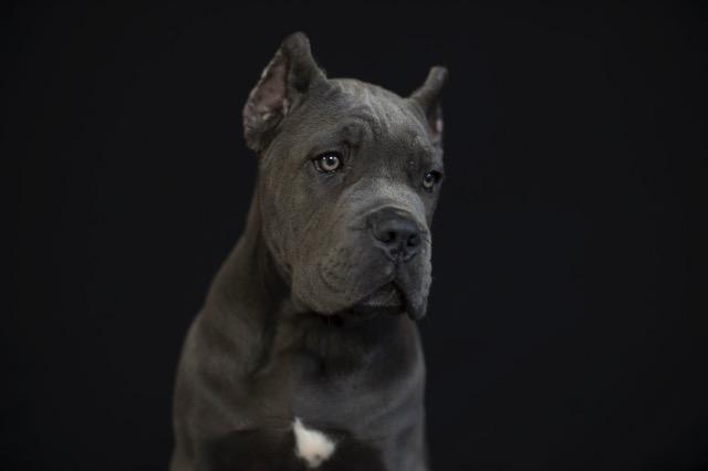 Cane corso puppies for sale Vancouver