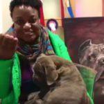 cane-corso-puppies-for-sale-2