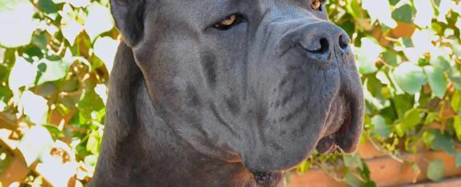 criadores de cane corso