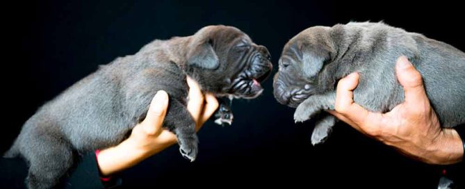 precio cachorro cane corso 01