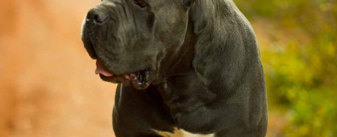 CANE CORSO CARACTER