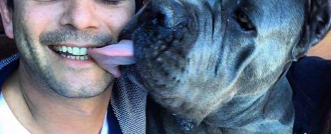CANE CORSO RAZA PELIGROSA 1