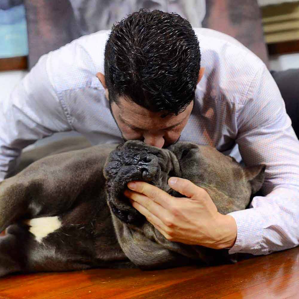 CANE CORSO RAZA PELIGROSA 3