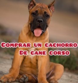 COMPRAR UN CACHORRO DE CANE CORSO