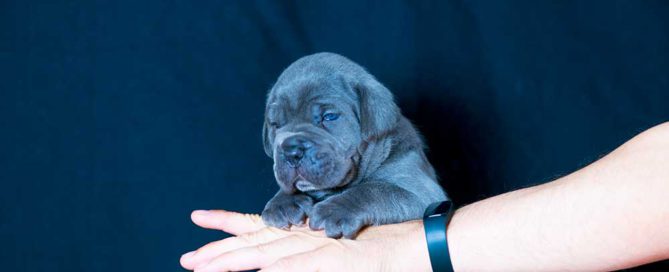 PAUTAS PARA COMPRAR UN CACHORRO DE CANE CORSO