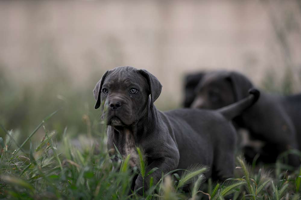 PORQUE CRIAR CANE CORSO 1