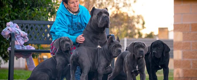 PORQUE CRIAR CANE CORSO