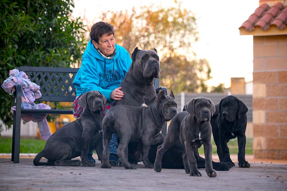 PORQUE CRIAR CANE CORSO