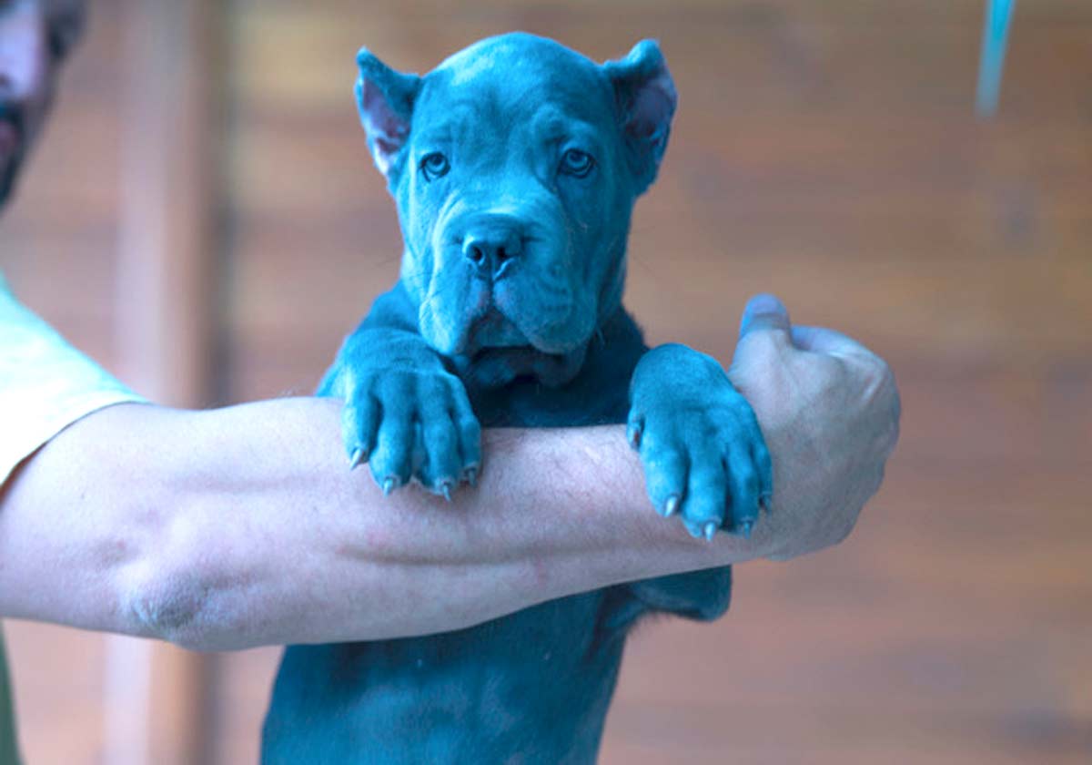 SUBIENDO 3 / 3 – color-cane-corso-atigrado.jpg