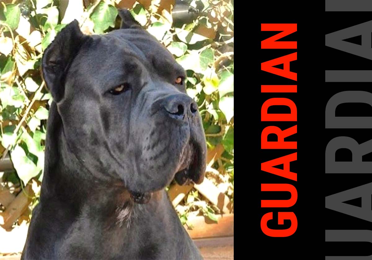 carácter del cane corso - guardián