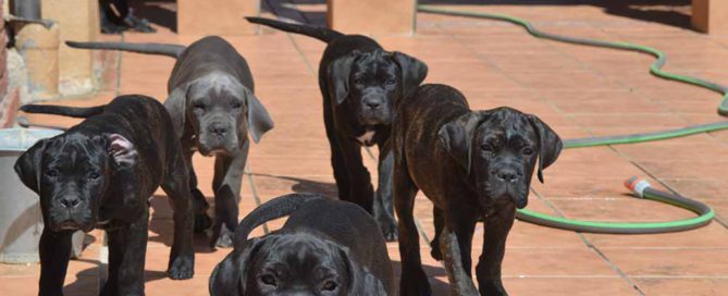 cane corso shipping