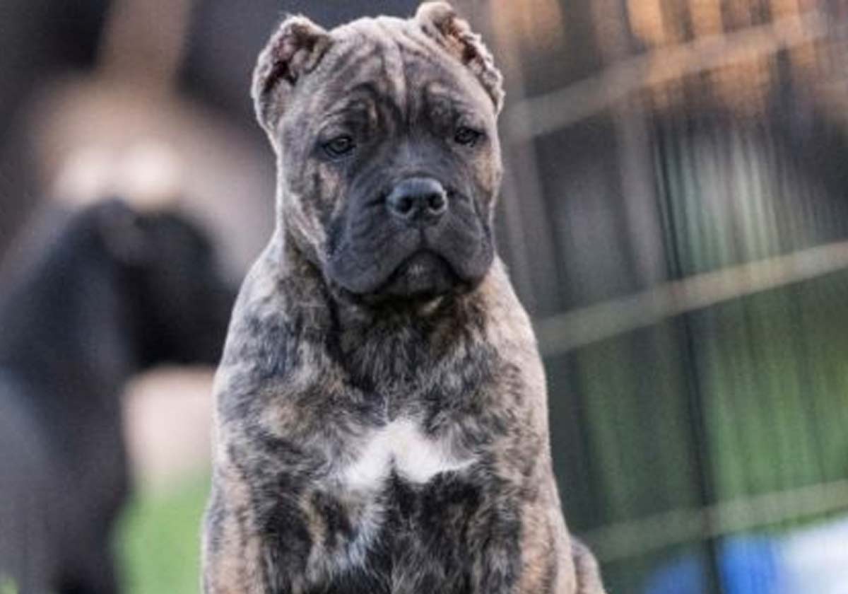 cane-corso-atigrado