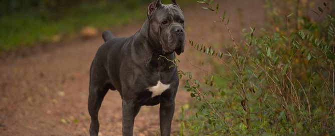 COMO ELEGIR UN CACHORRO DE CANE CORSO1