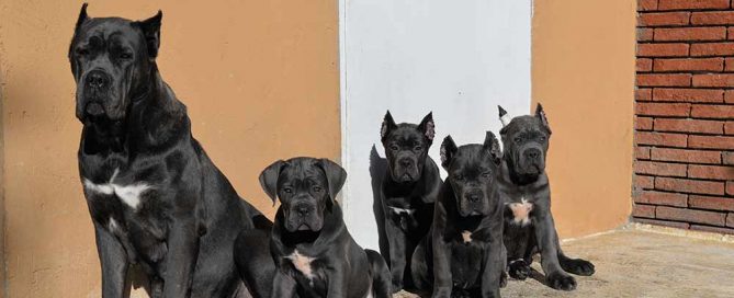 LA RAZA PERRO CANE CORSO1