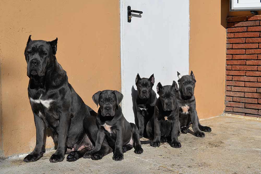 LA RAZA PERRO CANE CORSO1