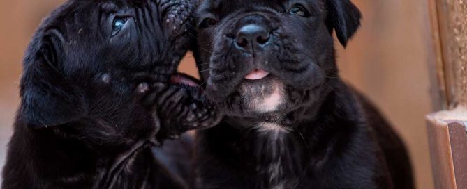 La raza perro cane corso3