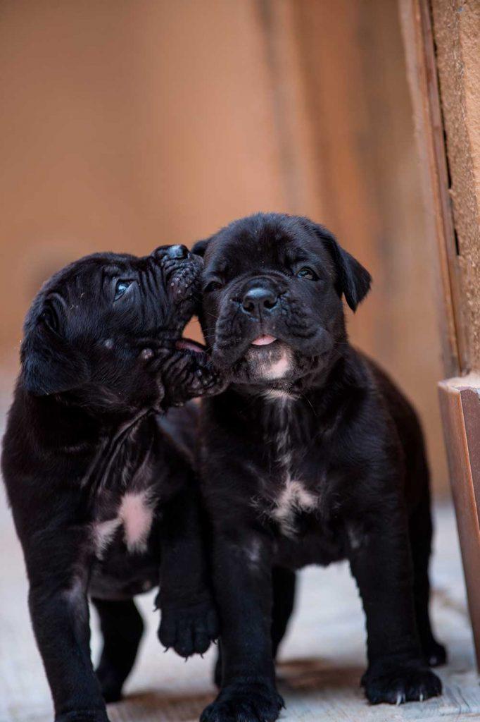 La raza perro cane corso3
